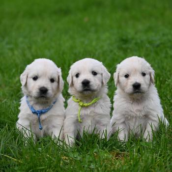 Départ,kit chiot et suivis